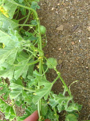 Cucumis cinereus