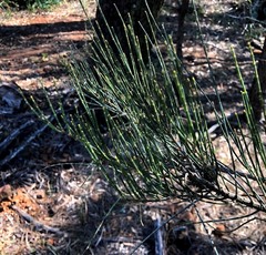 Allocasuarina luehmannii