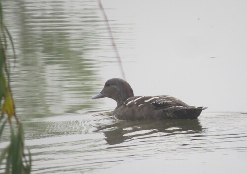 iNaturalist image