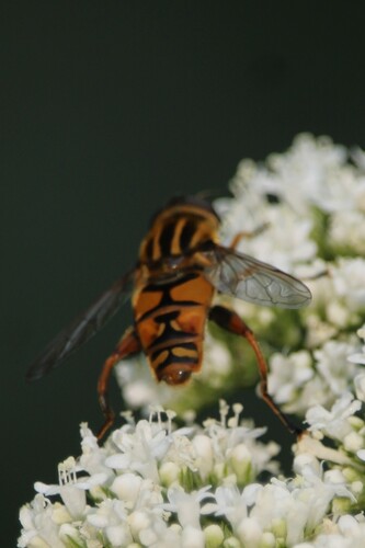 Sun Fly