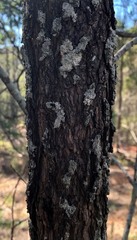 Allocasuarina luehmannii