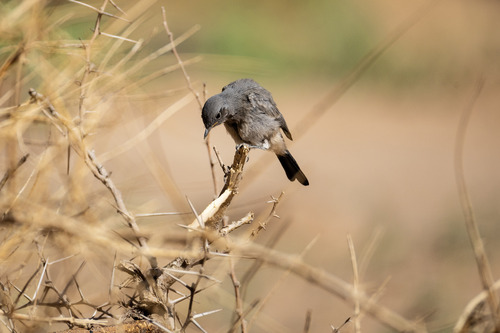 Blackstart (Oenanthe melanura), photo 4