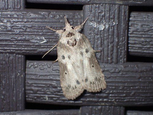 Oak Nycteoline