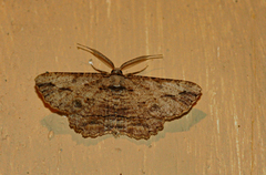 Menophra obtusata
