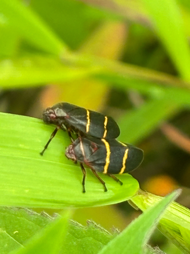Two-lined Spittlebug