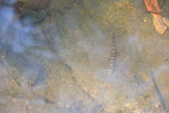 Liniparhomaloptera disparis