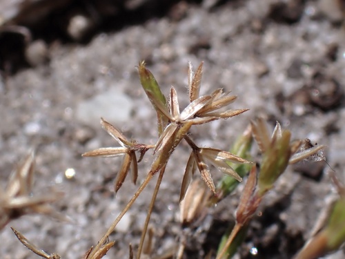 iNaturalist observation photo of Tiny Pygmydaisy