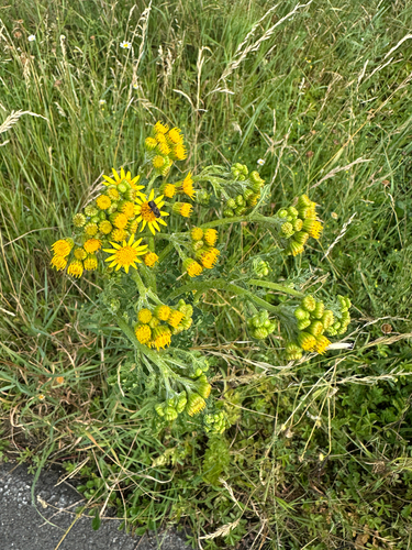 ragwort