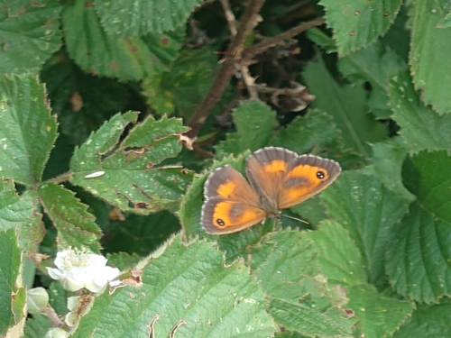 Gatekeeper