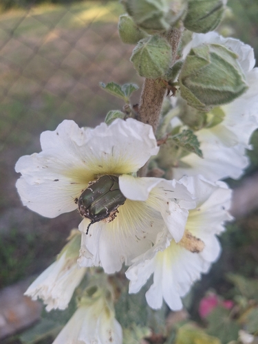 Copper Chafer