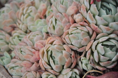 Echeveria