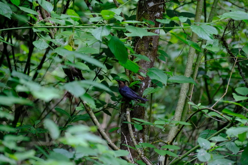Brown-headed Cowbird