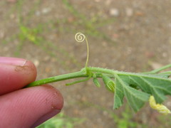 Cucumis cinereus