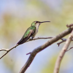 Anthracothorax dominicus
