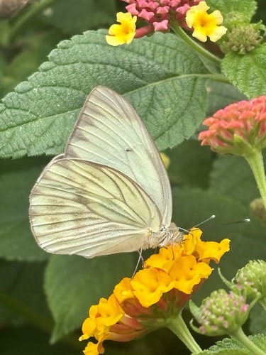 Great Southern White