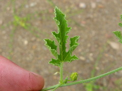 Cucumis cinereus