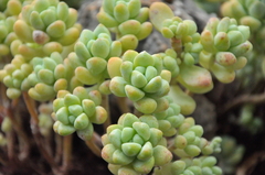 Sedum