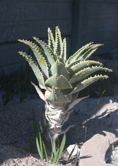 Aloidendron pillansii