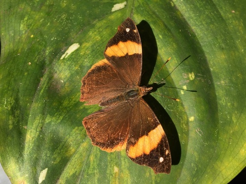 Epiphile orea