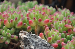 Sedum