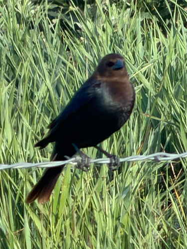 Brown-headed Cowbird