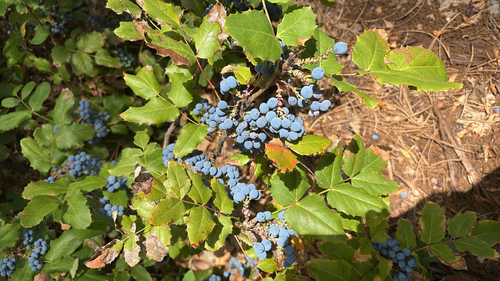 Oregon grape