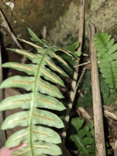 Blechnum polypodioides, photograph 5