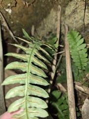 Blechnum polypodioides, photograph (c) Felipe Bryant, some rights reserved (CC BY)