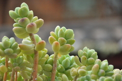 Sedum