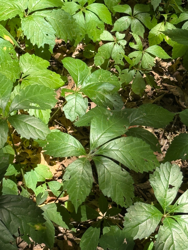 Virginia creeper