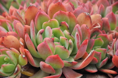 Echeveria