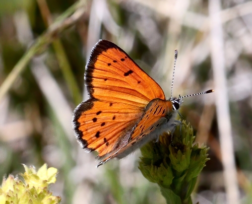 iNaturalist observation photo of Lustrous Copper