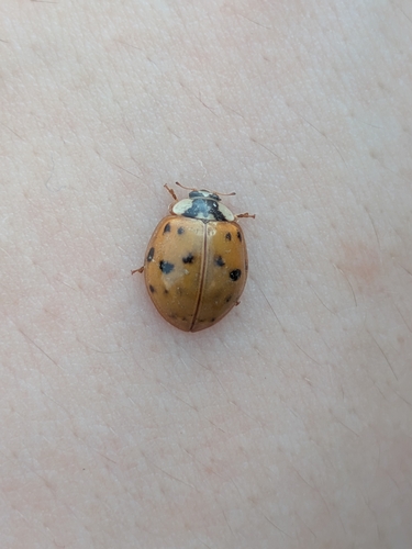 Asian Lady Beetle