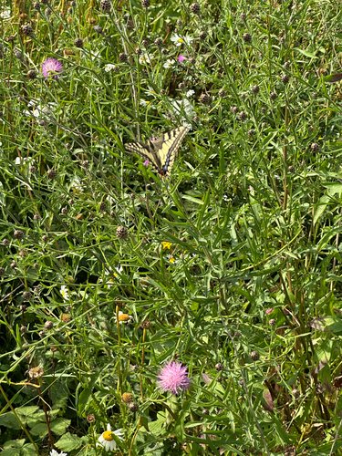 Old World Swallowtail