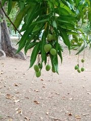 Mangifera indica