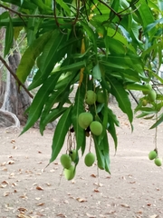 Mangifera indica