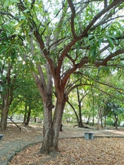 Mangifera indica