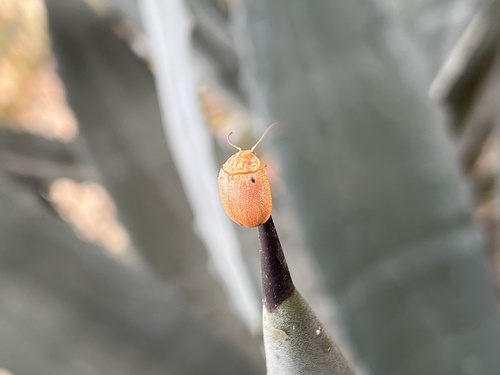 Dotted Paropsine Leaf Beetle