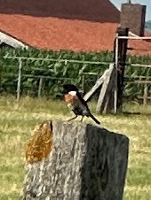 European Stonechat