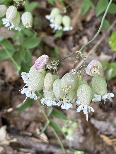 bladder campion
