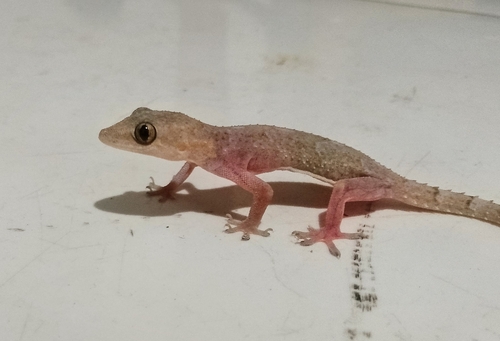Tropical House Gecko