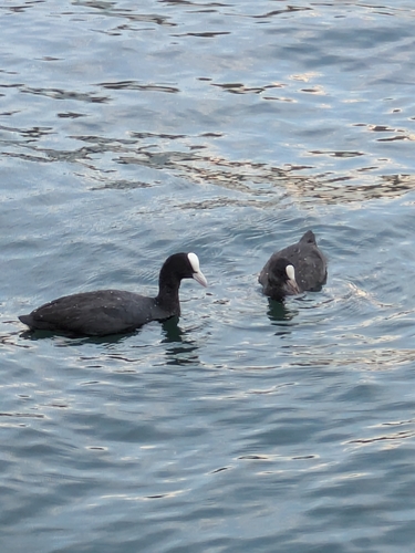 Eurasian Coot
