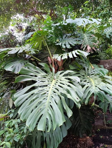 Swiss Cheese Plant