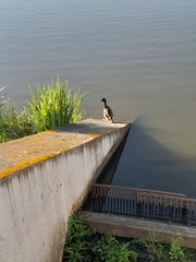 Mallard