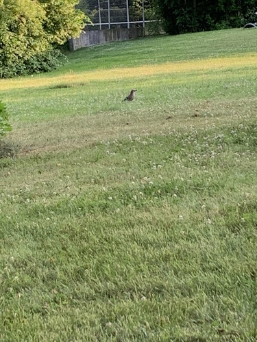 Eurasian Jay