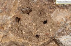 Megachile desertorum