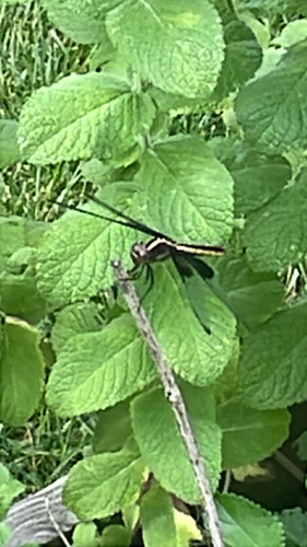 Widow Skimmer