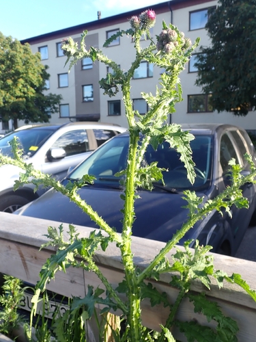 Welted Thistle