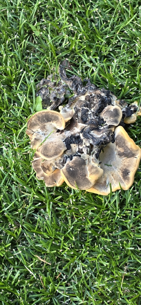 Black-staining Polypore · June 2026 · photo: Photo: no rights reserved · iNaturalist