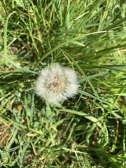 Taraxacum